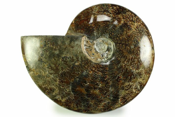 Polished, Agatized Ammonite (Cleoniceras) - Madagascar #328398